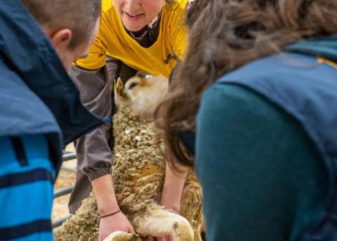 Agriculture : 40 lycéens visent le titre de meilleur jeune berger de France