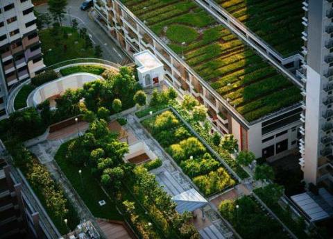 Agriculture urbaine : sous le béton, un secteur qui bourgeonne