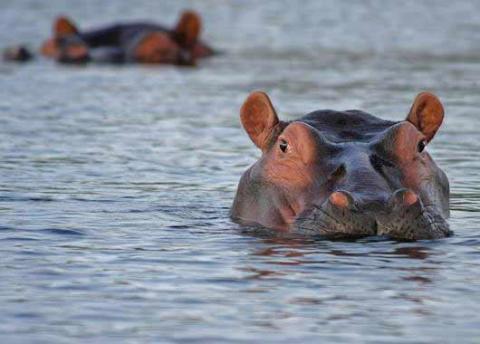 Je voyage beaucoup pour soigner des animaux sauvages