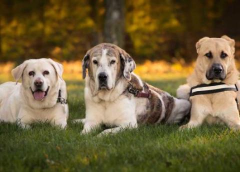 Métiers du chien : la pension canine a la cote