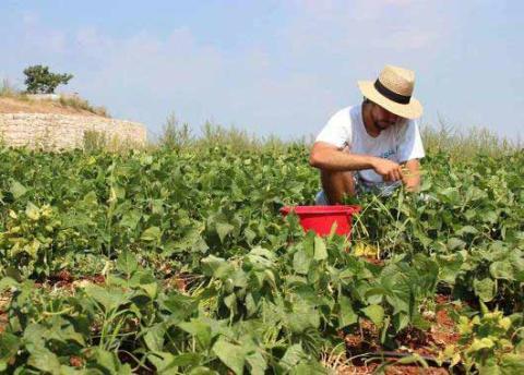 Le wwoofing, une expérience riche que je conseille !