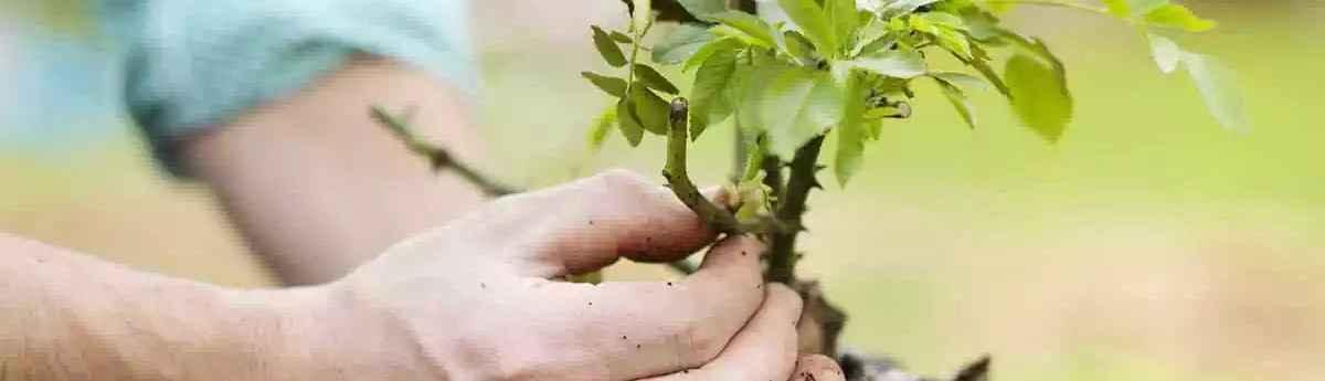 Arboriculteur / Arboricultrice